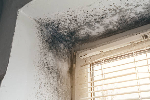 Affordable Commercial Mold Remediation solutions in Delaplane, VA